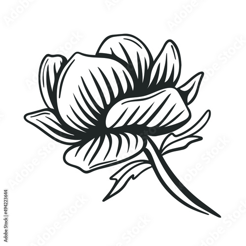 Beautiful lush large flower graphic black drawing isolated illustration. Blossomed bud hand engraved. Natural flower decoration for design vector