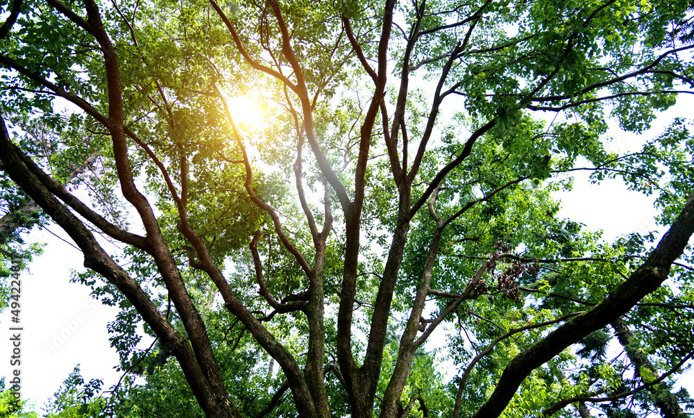 Sunlight through a green tree in the forest Sunlight through a green tree in the forest