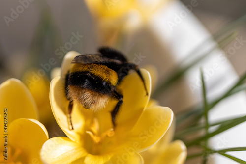 Bumblebee's bum.