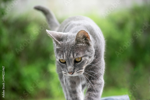 Gato pequeño gris caminando por el pasto verde en un dia soleado