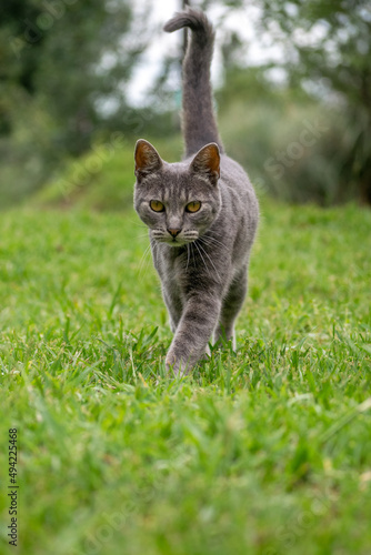 Gato pequeño gris caminando por el pasto verde en un dia soleado