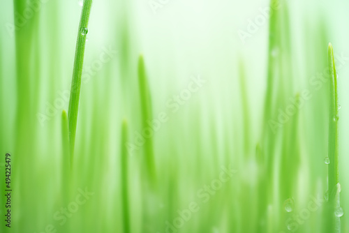 Abstract green grass natural background, soft focus.