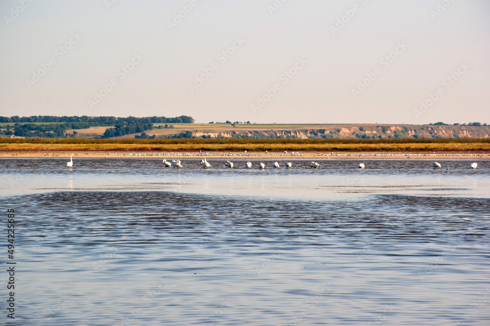 Obraz premium Near the bank of a large river, many swans are located along the horizon in the water in shallow water.