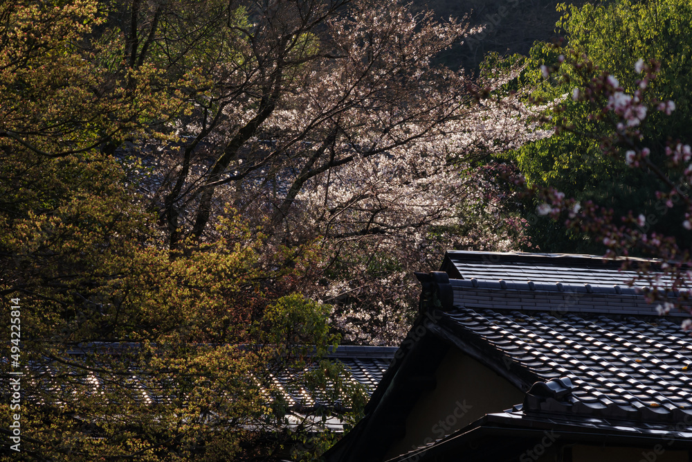 Obraz premium 日本の家屋と桜の咲く風景