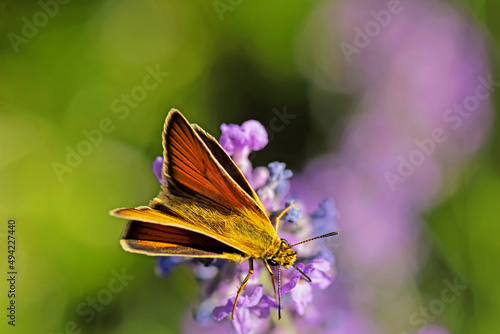 butterfly on flower raw