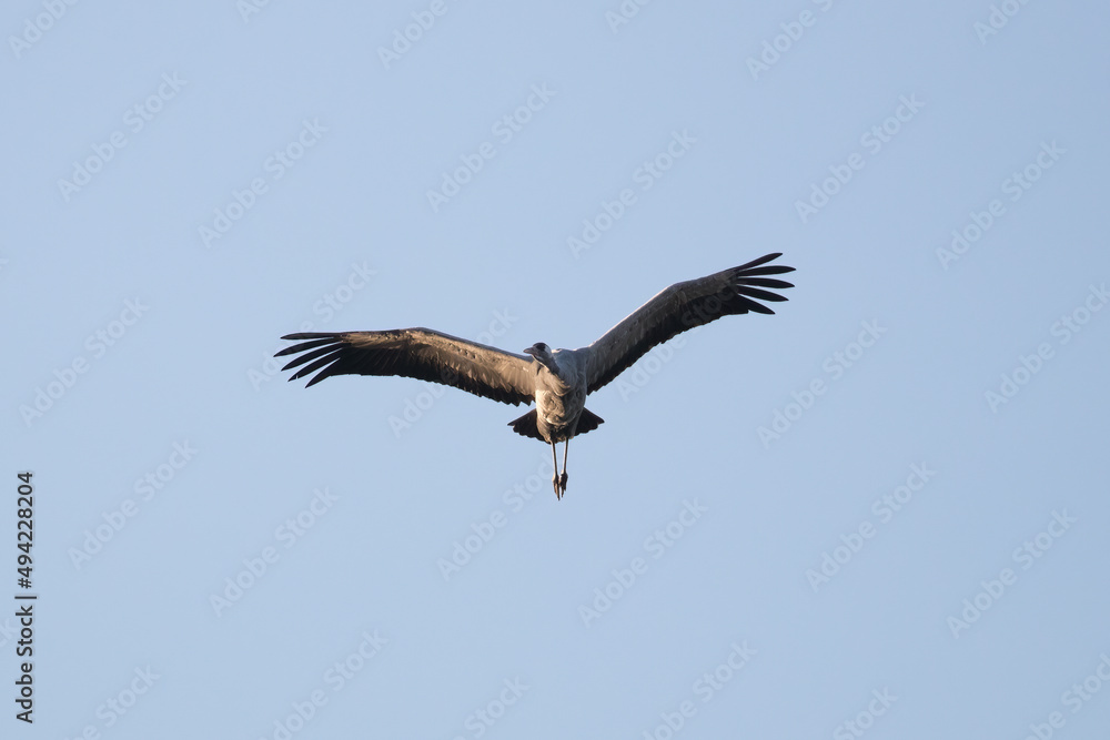 Crane, Grus grus flying against the sky - Barycz Valley. One large bird in the sky, a loner in the air, a symbol of freedom and independence, one of the largest birds in the world Crane, Grus grus flying against the sky - Barycz Valley. One large bird in the sky, a loner in the air, a symbol of freedom and independence, one of the largest birds in the world