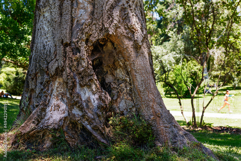 Árbol con agujero