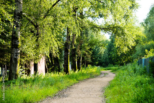 Dirt path through forest in summer