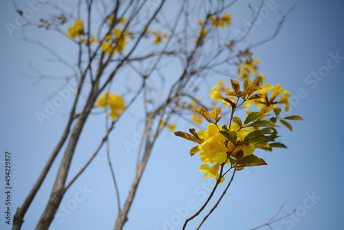Blossom of golden trumpet tree  Handroanthus chrysotrichus  in Nam Cheong Park  Hong Kong at sunny spring day
