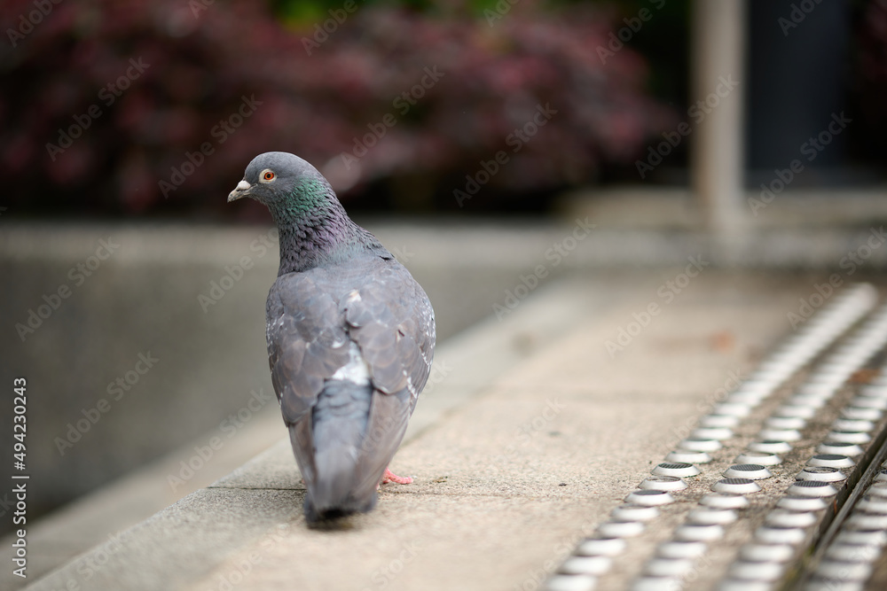 Obraz premium Rock Dove (Columba livia) in Victoria Park, Hong Kong 