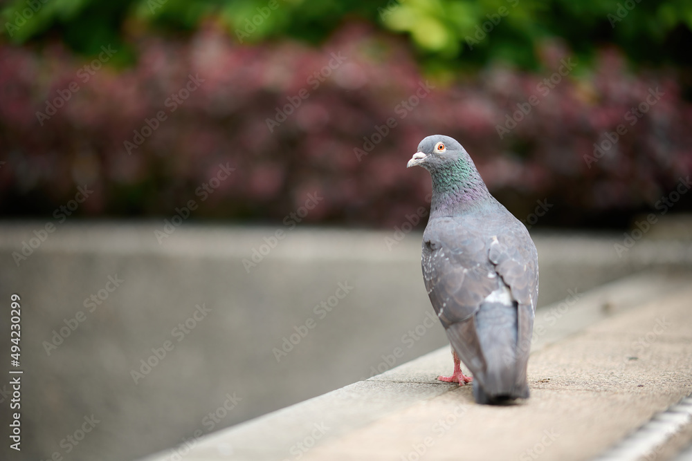 Obraz premium Rock Dove (Columba livia) in Victoria Park, Hong Kong