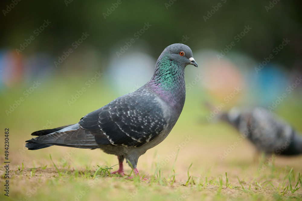 Rock Dove (Columba livia) in Victoria Park, Hong Kong Rock Dove (Columba livia) in Victoria Park, Hong Kong