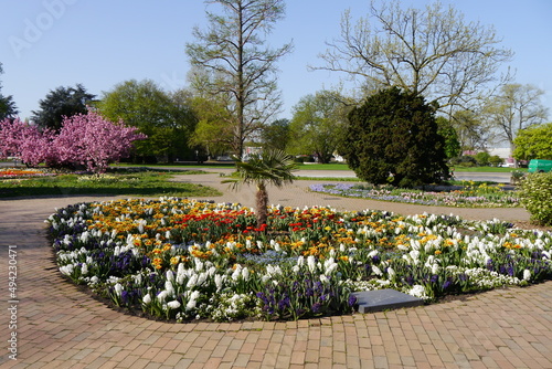 Frühling im Rheinpark in Köln photo