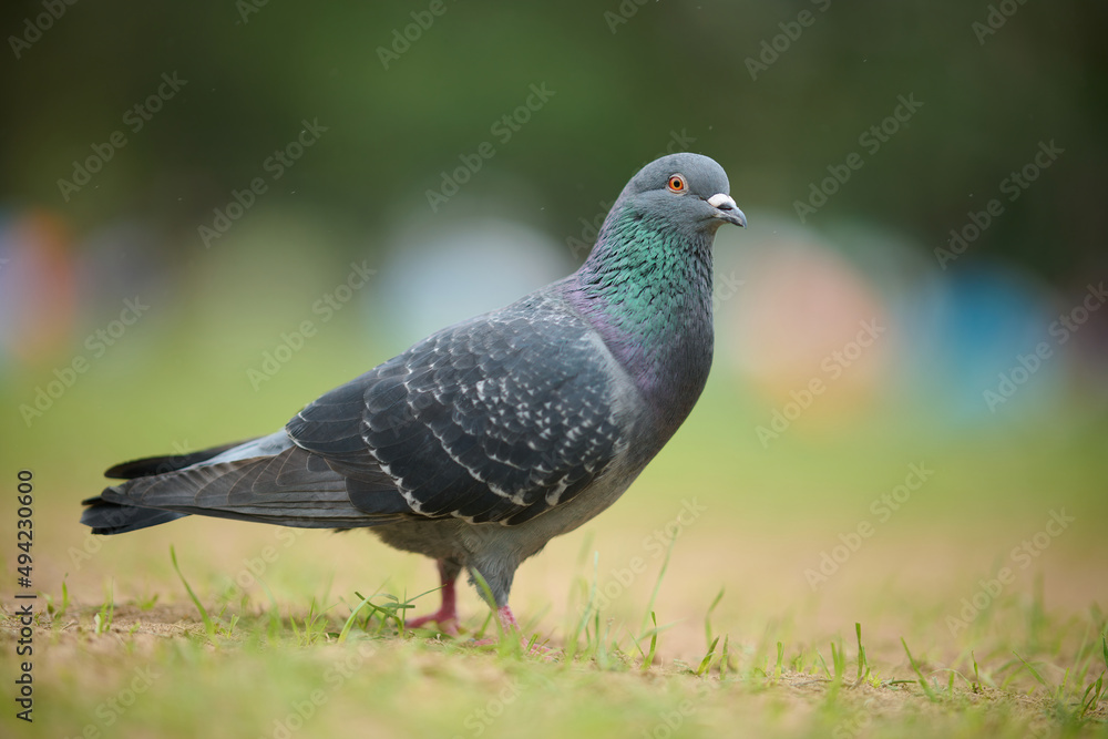 Rock Dove (Columba livia) in Victoria Park, Hong Kong Rock Dove (Columba livia) in Victoria Park, Hong Kong