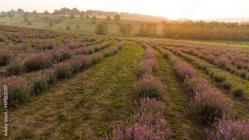 Lavender flower in the field panoramic view