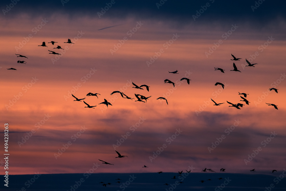 Cranes birds fly against the setting sun, Barycz Valley, birds in the air, freedom and independence in a beautiful sky, crane flights, grus grus