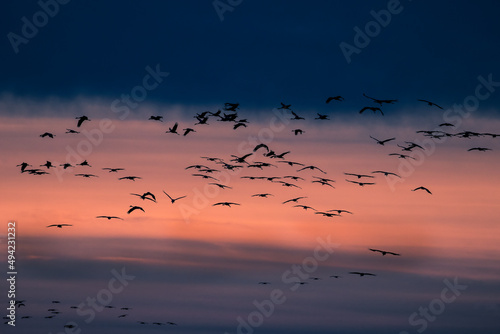 Cranes birds fly against the setting sun, Barycz Valley, birds in the air, freedom and independence in a beautiful sky, crane flights, grus grus © PeterG