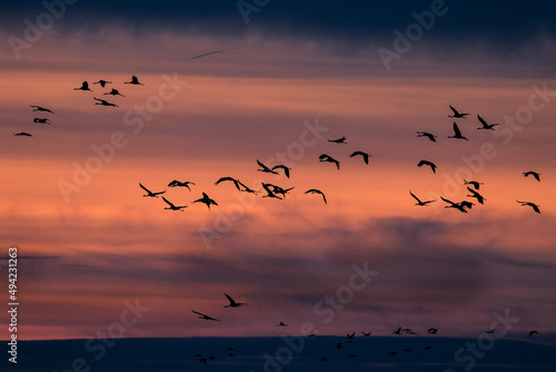 Cranes birds fly against the setting sun, Barycz Valley, birds in the air, freedom and independence in a beautiful sky, crane flights, grus grus © PeterG