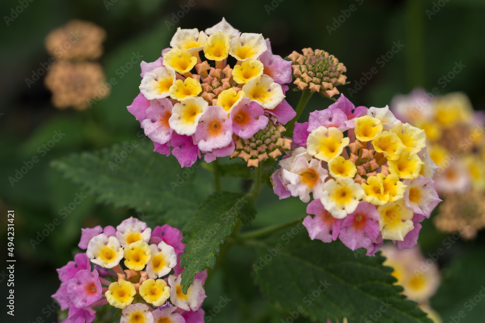 Lantana Camara shrub flowering in Gran CanariaSpain Lantana Camara shrub flowering in Gran CanariaSpain