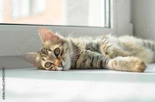 gray kitten lying on the windowsill at home in the morning. The pet enjoys the sun and plays on the window. The concept of pets