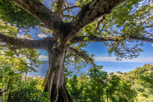 Saint-Pierre, Martinique, FWI - The Fromager tree over the city photo