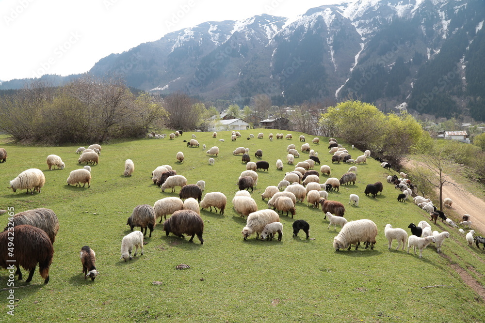 Obraz premium sheep grazing on the green meadows with mountains in backdrop.artvin .Turkey