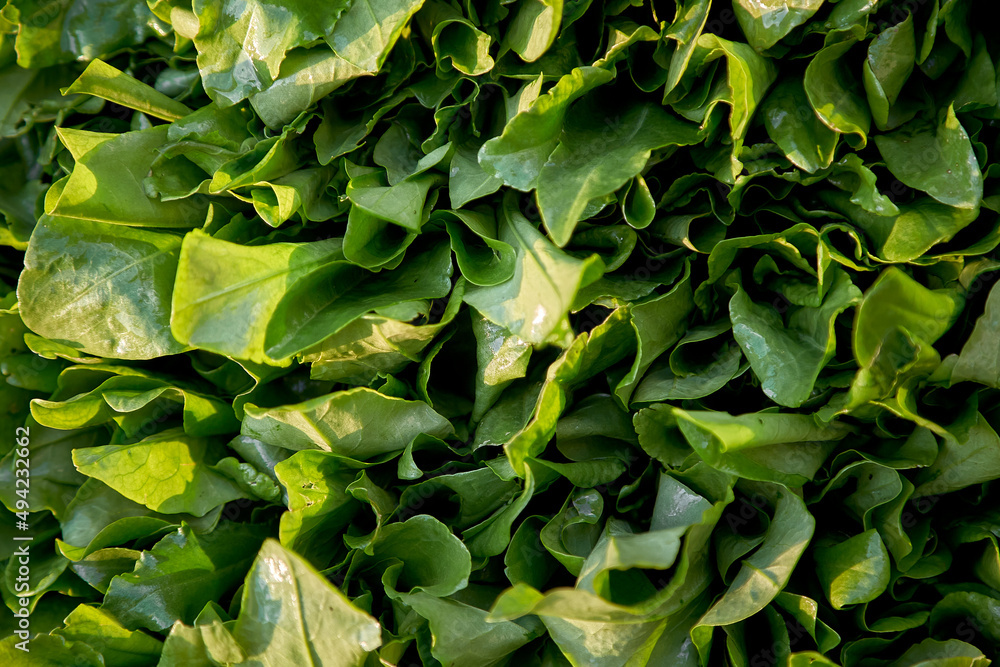 Fototapeta premium Green fresh organic spinach background. Top view