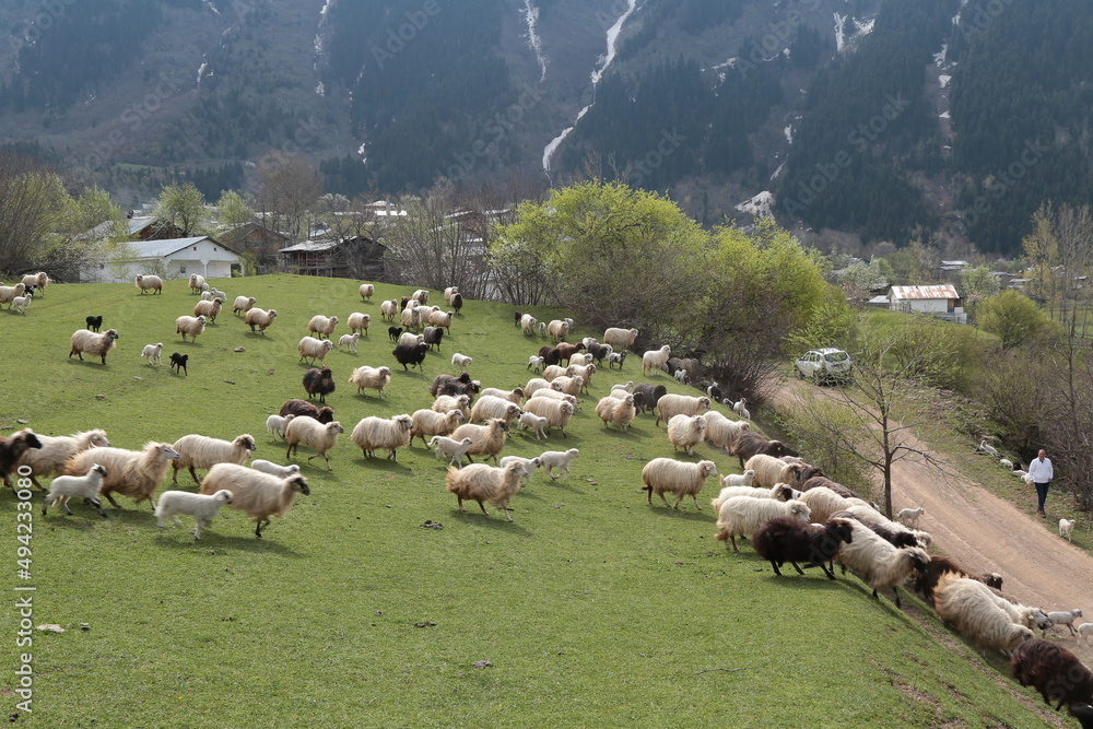 Fototapeta premium sheep grazing on the green meadows with mountains in backdrop.artvin .Turkey