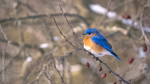 Eastern bluebird perched in a cherry tree, Oakland County, Michigan