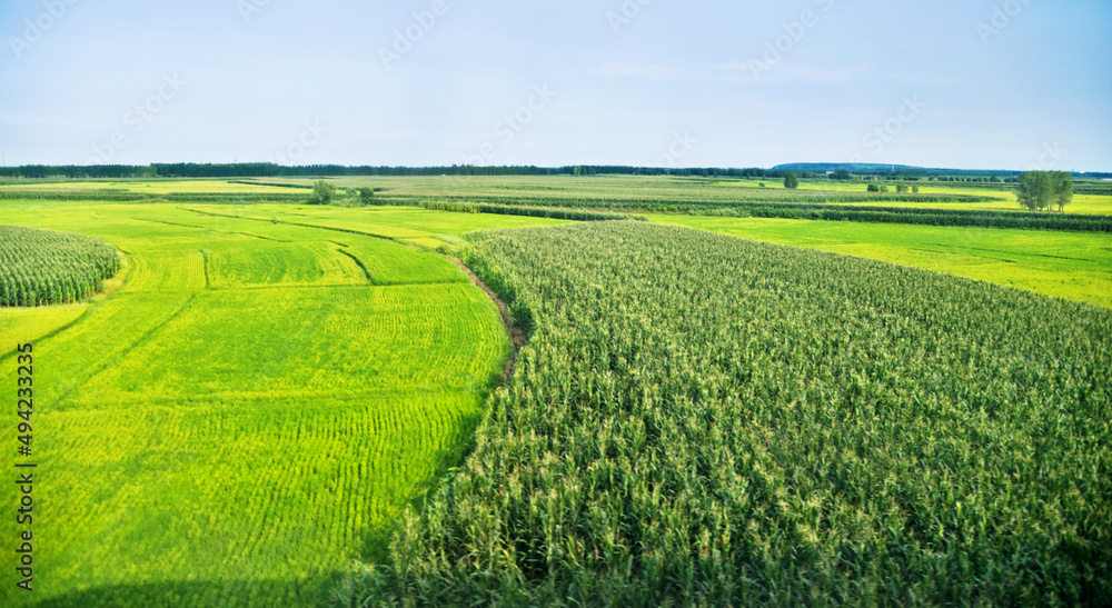 High angle view of organic corn field at agriculture farm