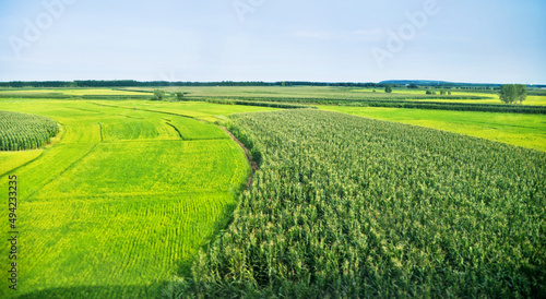 High angle view of organic corn field at agriculture farm