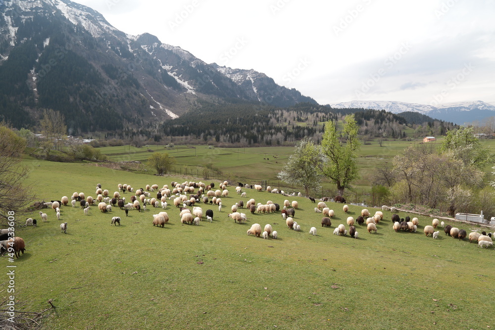 Fototapeta premium amazing spring landscapes on a sunny day.ARTVİN.TURKEY