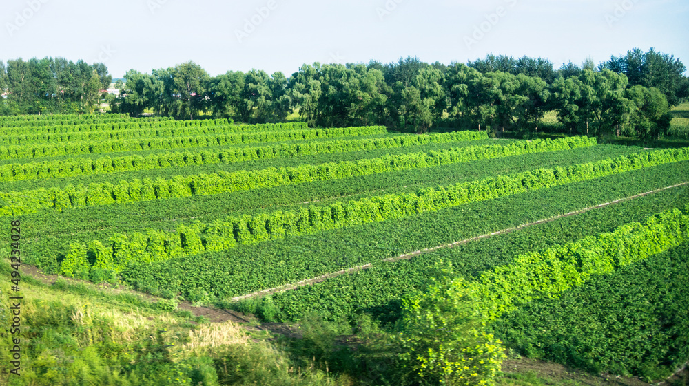 Cultivated field of vegetable growing in rows