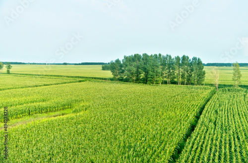 High angle view of wheat field and countryside scenery