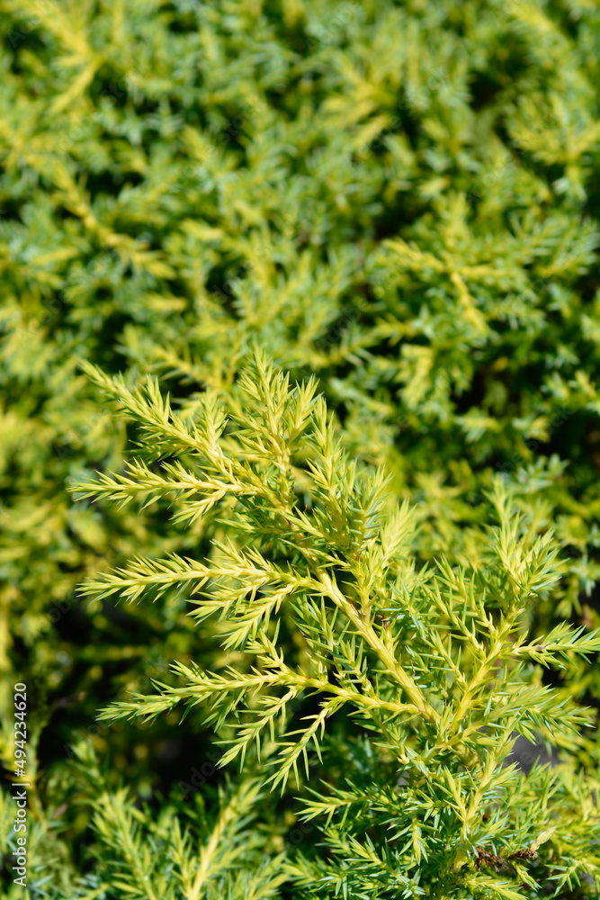 Juniper Gold Star Juniper Gold Star
