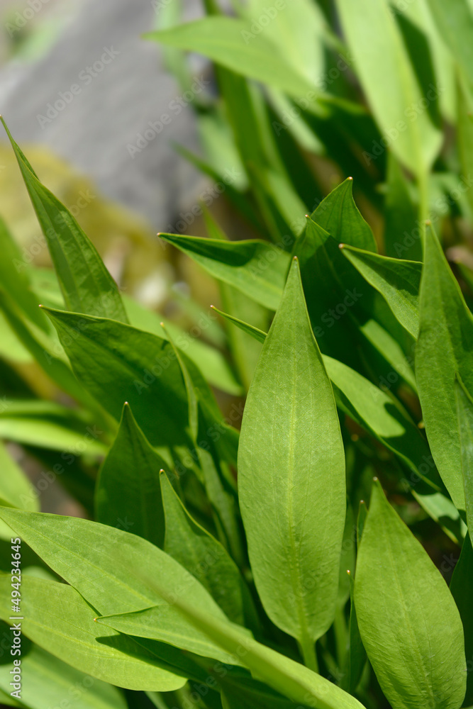 Lance-leaved water plantain Lance-leaved water plantain
