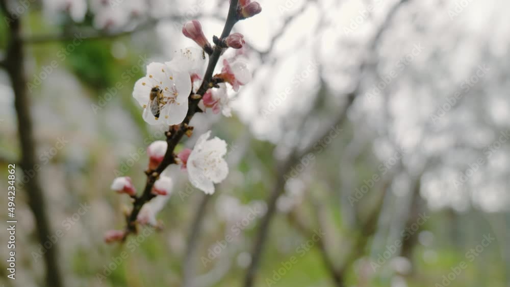 Worker bee flying and collecting pollen from apricot blossoms in orchard. Blooming tree. Spring arrival scene. Worker bee flying and collecting pollen from apricot blossoms in orchard. Blooming tree. Spring arrival scene.