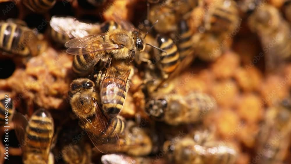 Busy hardworking bees moving quickly over the frame. Macro shot of honey insects sealing the cells. Close up. Busy hardworking bees moving quickly over the frame. Macro shot of honey insects sealing the cells. Close up.