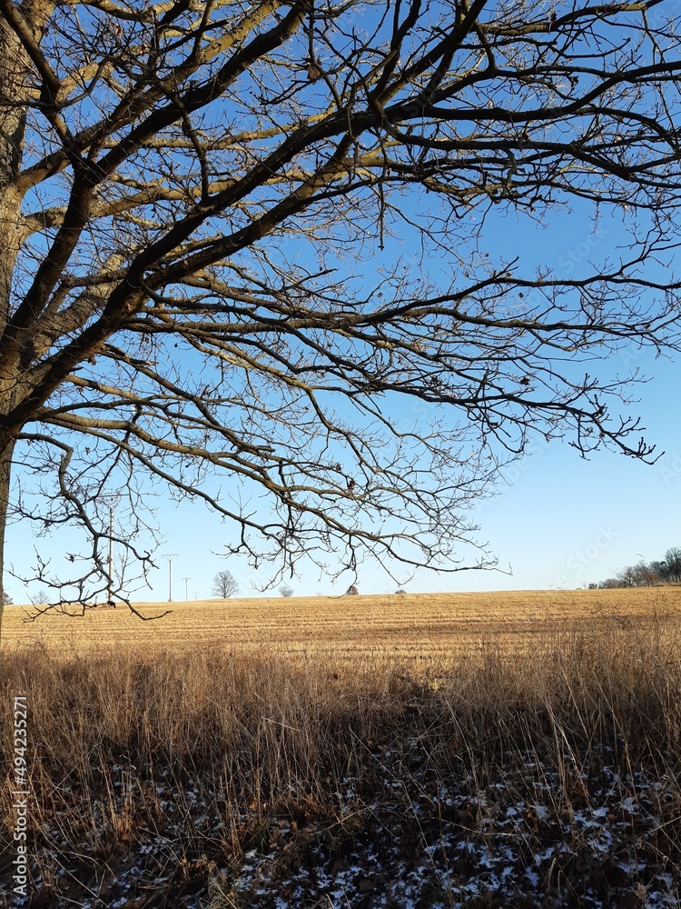 Obraz premium tree crown