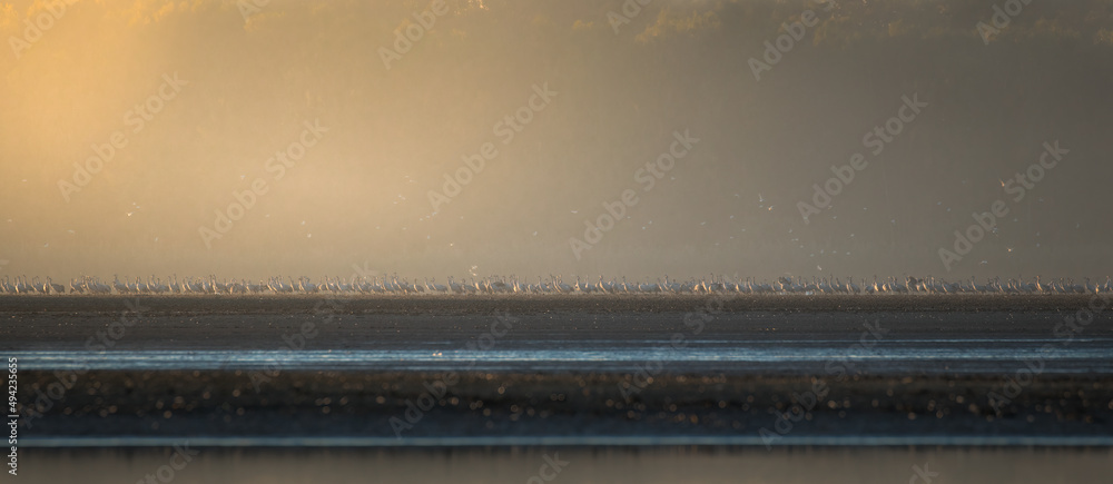 Romantic sunrise on a fish pond, cranes waking up in the morning by the water Nature reserve Barycz Stawy Milickie, a large flock of cranes wakes up on the water in the sun's rays, grus grus - obrazy, fototapety, plakaty 