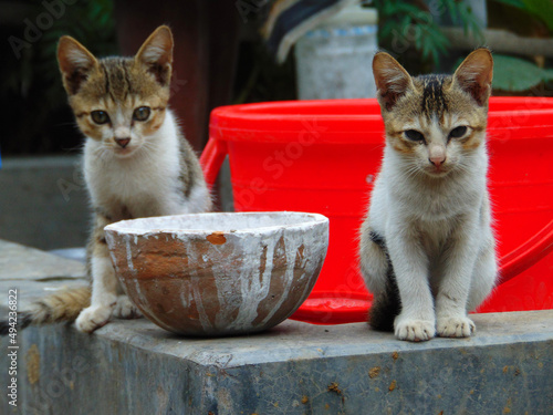 its my cat image. i love all cat. i hope u also like my photoshoot. thanks