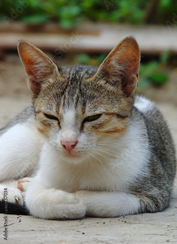 its my cat image. i love all cat. i hope u also like my photoshoot. thanks
