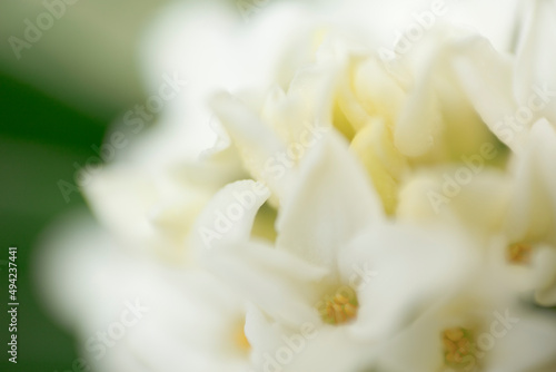 White daphne flower
