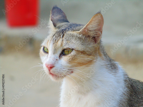 its my cat image. i love all cat. i hope u also like my photoshoot. thanks