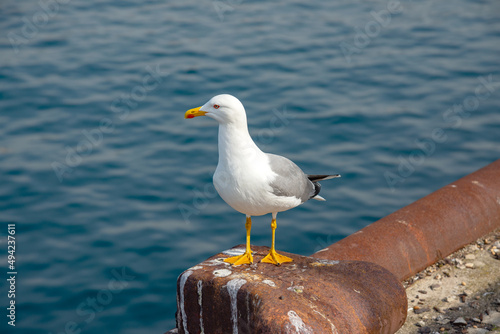 seagull on mediterranean sea photo