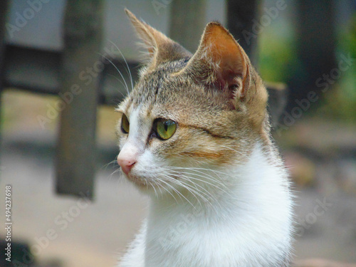its my cat image. i love all cat. i hope u also like my photoshoot. thanks