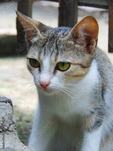 its my cat image. i love all cat. i hope u also like my photoshoot. thanks