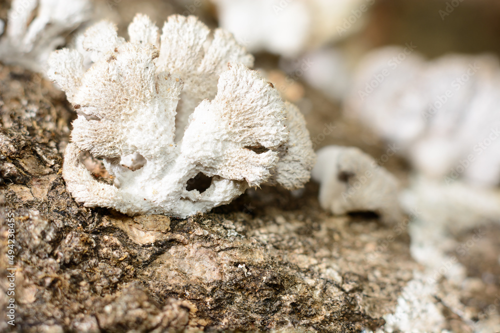 Foto de white fungi grow on dead tree trunk, closeup macro of fungus