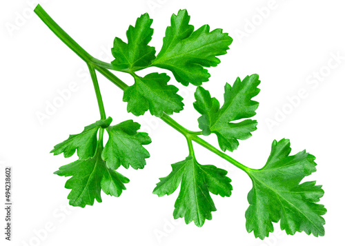 Parsley herb isolated on white background. Parsley leaf top view, flat lay.