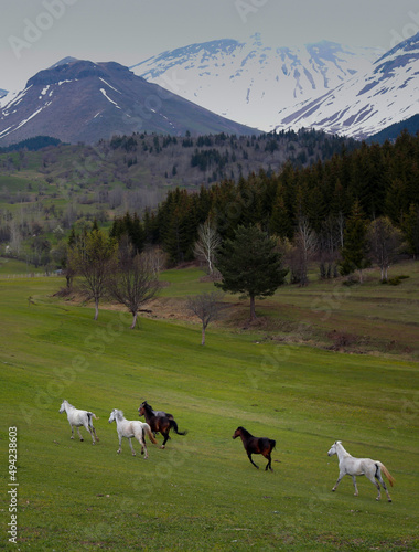 amazing spring landscapes on a sunny day.ARTVİN.TURKEY